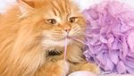 Lucunya Henry, Si Kucing Mirip Singa yang Doyan Makan