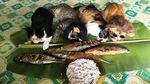Bikin Gemas! Pose Kucing Saat Berjualan di Pasar Hingga Memeluk Ikan