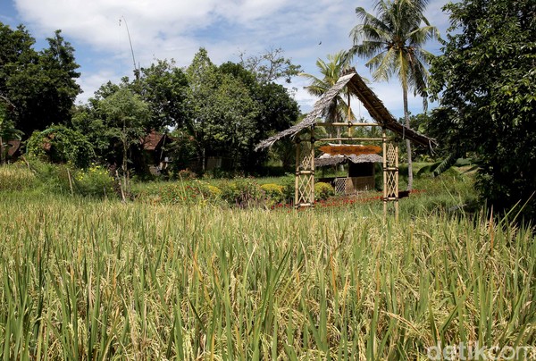 Tempatnya nyaman untuk relaksasi menikmati pedesaan yang asri dan khas. Desa Wisata Osing atau Using ini berada di Desa Kemiren, Kecamatan Glagah di Kabupaten Banyuwangi. (Rachman Haryanto/detikcom) Tempatnya nyaman untuk relaksasi menikmati pedesaan yang asri dan khas. Desa Wisata Osing atau Using ini berada di Desa Kemiren, Kecamatan Glagah di Kabupaten Banyuwangi. (Rachman Haryanto/detikcom)