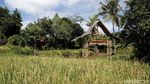 Foto: Cantiknya Desa Wisata Osing Kemiren di Banyuwangi