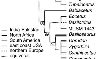 Kelompok peneliti yang menemukan spesimen ini sendiri menamai binatang tersebut sebagai Peregocetus pacificus, yang berarti paus yang mencapai Samudera Pasifik. Foto: Current Biology