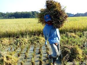 Desember 2019, Upah Buruh Tani Naik Tipis 0,1%