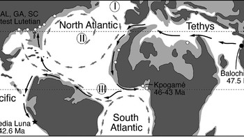 Temuan ini memberikan petunjuk tentang bagaimana nenek moyang paus bisa sampai ke lautan di benua Amerika dan bagaimana wujud mereka ketika sampai di sana. Foto: Current Biology