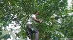 Potret Wisata Hutan Sambil Berburu Buah Segar di Trenggalek