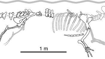 Spesimen fosil ini mirip dengan berang-berang karena memiliki ekor yang panjang dan empat kaki dengan jari-jari yang berselaput. Foto: Current Biology