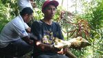 Potret Wisata Hutan Sambil Berburu Buah Segar di Trenggalek