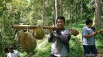 Potret Wisata Hutan Sambil Berburu Buah Segar di Trenggalek