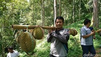 Sebelum mencoba wisata di IDF, pengunjung harus memiliki fisik yang prima. Sebab, penjelajahan kawasan hutan ada di jalur setapak yang berliku (Adhar Muttaqin/detikcom)