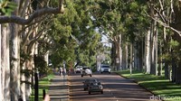 Kings Park adalah taman kota terbesar di dunia, mengalahkan Central Park New York, AS. Wisatawan bisa naik bus CAT yang gratis di pusat Kota Perth (Masaul/detikcom)  