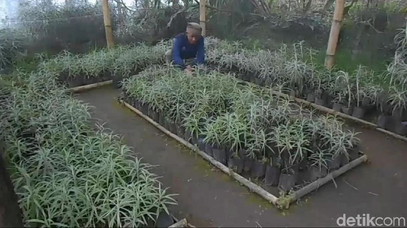 Foto Perkebunan Bunga Abadi Edelweis Di Gunung Bromo