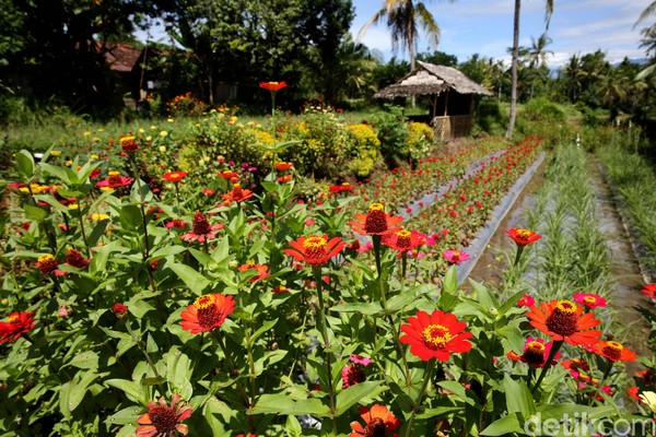 Berlibur di Banyuwangi sambil menikmati indahnya pedesaan asli memang sangat menyenangkan. Apalagi di depan gerbang Desa Wisata Osing ini terdapat kebun bunga yang instagramble banget. (Rachman Haryanto/detikcom) Berlibur di Banyuwangi sambil menikmati indahnya pedesaan asli memang sangat menyenangkan. Apalagi di depan gerbang Desa Wisata Osing ini terdapat kebun bunga yang instagramble banget. (Rachman Haryanto/detikcom)