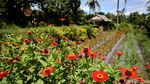 Foto: Cantiknya Desa Wisata Osing Kemiren di Banyuwangi