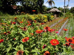 Desa Wisata Suku Osing: Satu Lagi Tempat Liburan di Banyuwangi