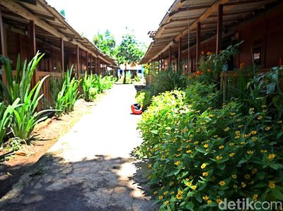 Foto: Cantiknya Desa Wisata Osing Kemiren di Banyuwangi