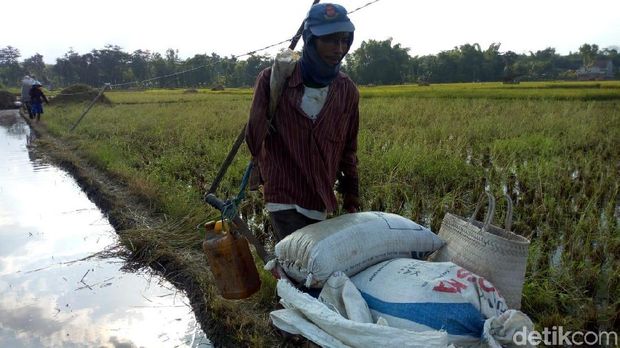 Slamet, buruh tani satu tangan di Ponorogo/