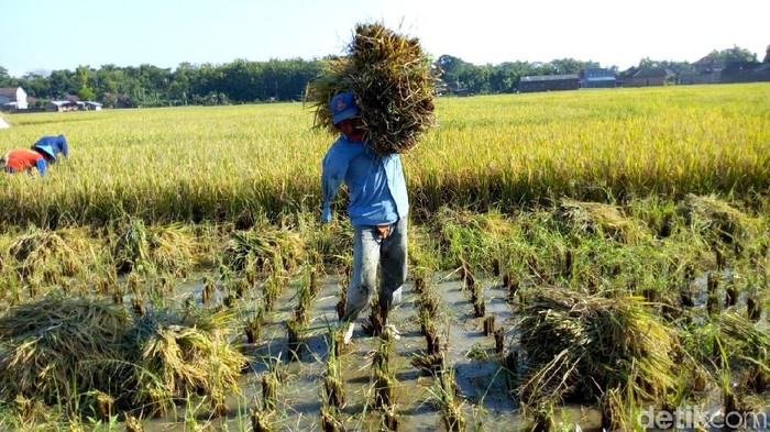 Buruh tani satu tangan di Ponorogo