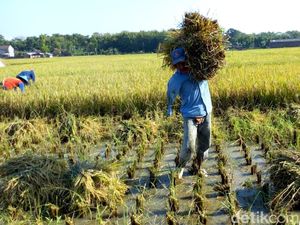 Upah Harian Buruh Tani dan Bangunan Naik Tipis di Maret 2019