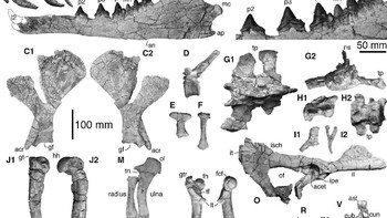 Fosil yang ditemukan di Peru ini diperkirakan berasal dari zaman Eocene atau sekitar 42,6 juta tahun yang lalu. Foto: Current Biology