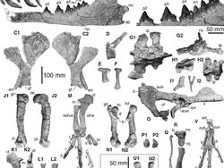 Penampakan Nenek Moyang Paus, Berkaki Empat dan Bisa Jalan