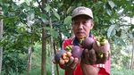 Potret Wisata Hutan Sambil Berburu Buah Segar di Trenggalek