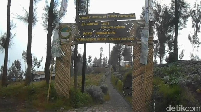 Taman Edelweis Wonokitri, Surga Kecil di Kawasan Bromo