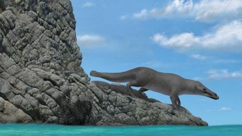 Tak cuma bisa berenang, nenek moyang paus juga bisa berjalan denga empat kakinya tersebut. Foto: Alberto Gennari