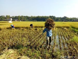 BPS: Upah Buruh Tani RI Rp 54.424/Hari