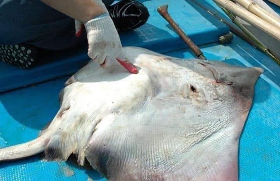 Ikan Pari Isi Perutnya Sampah