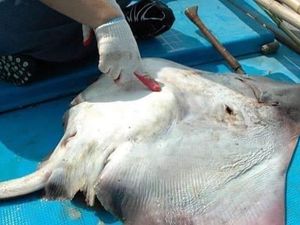 Astaga! Perut Ikan Pari Ini Isinya Botol Minuman dan Kamera
