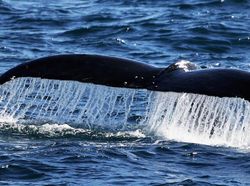 Penampakan Nenek Moyang Paus, Berkaki Empat dan Bisa Jalan