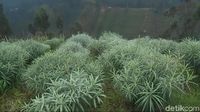 Budidaya Edelweis Pertama Di Indonesia Ada Di Bromo