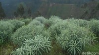 Warga sekitar dan pengunjung bisa mendapatkan bibit gratis untuk ditanam di rumah atau pekarangannya masing-masing. Hamparan bunga berwarna putih menyatu serasi dengan pemandangan alam sekitar (Muhajir Arifin/detikcom)