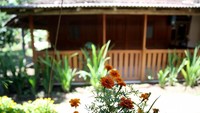 Pemkab Banyuwangi menetapkan desa ini sebagai cagar budaya Desa Wisata Suku Osing. Agar para wisatawan bisa melihat adat istiadat dan kebiasaan suku asli Banyuwangi itu. (Rachman Haryanto/detikcom)