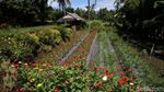 Foto: Cantiknya Desa Wisata Osing Kemiren di Banyuwangi