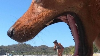 Hii! Anjing ini seolah akan memakan manusia. (Foto: Brightside)