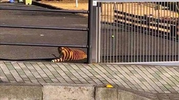 Mengira ada harimau, ternyata cuma seekor anjing dengan bayangan pagar. (Foto: Brightside)