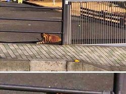 Kumpulan Foto Unik Bikin Mata Harus Jeli Melihatnya