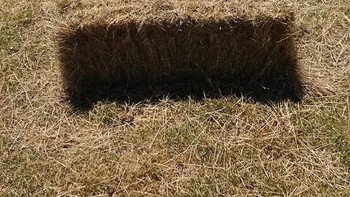 Foto yang jadi perdebatan, rumput ini berlubang atau hanya sebuah bayangan hitam saja/? (Foto: Brightside)