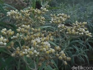 Menikmati Hamparan Bunga Abadi di Taman Edelweiss Pasuruan