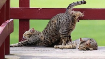 Kucing ini seolah memiliki dua wajah depan dan belakang. (Foto: Brightside)