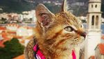 Foto Viral di Instagram, Turis Keliling Dunia dengan Kucing