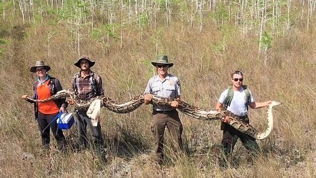 Piton Burma 5 Meter di Florida (Facebook/Big Cypress National Preserve)