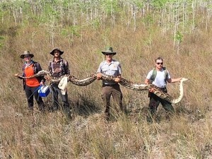Gaji Menggiurkan Pemburu Piton, Segini Harganya per Meter