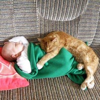 Penelitian yang dilakukan Denise Guastello di University of Florida, Carroll University, dan Marquette University juga menemukan bahwa penyuka kucing memiliki nilai lebih tinggi dalam tes IQ ketimbang pencinta anjing. Foto: Dok. Boredpanda