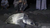 Seekor penyu jenis Lekang mendarat dan bertelur di Pantai Marina Boom, Banyuwangi, Jawa Timur, pada Minggu (7/4/2019) malam.