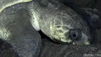 Penyu yang diperkirakan berusia 35 tahun ini memiliki panjang 171 sentimeter dan lebar 65 sentimeter. Habitatnya banyak bertebaran di perairan Selat Bali. Untuk menghindari gangguan predator, proses bertelurnya hewan langka ini dijaga ketat oleh relawan dari Banyuwangi Sea Turtle Foundation (BSTF) dan petugas masyarakat mitra polisi hutan BKSDA seksi 5 Jawa Timur.