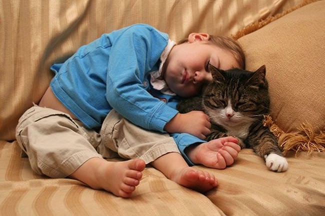 Kucing bisa menjadi hewan yang membantu kamu menurunkan stres. Penelitian mengungkapkan, tingkat stres dan tekanan darah menurun pada orang yang suka memeluk kucing. Foto: Dok. Boredpanda