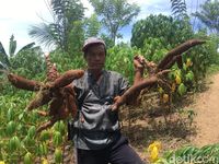 Warga Polewali Gelar Makan Bersama Ubi Kayu Rasa Rindu dan Rasa Mana Lagi