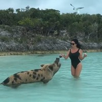 Namun ada satu momen liburan yang membuatnya dihujat. Ibu satu anak itu mencekoki babi di pantai Bahama dengan minuman soda Coca Cola.  Foto: Instagram @sofiasaravda