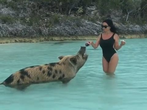 Crazy Rich Seksi Ini Dihujat Karena Cekoki Babi dengan Coca Cola